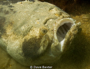 stargazer settling in by Dave Baxter 